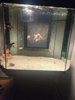 Mooi qubus aquarium, Ophalen