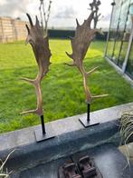 Geweien op statief damhert, Enlèvement