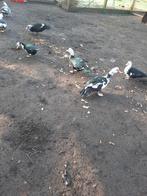 Barberie eenden, Canard