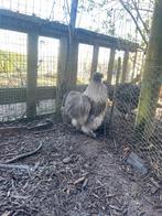 USA Zijdehoen haan, Dieren en Toebehoren, Pluimvee, Mannelijk, Kip