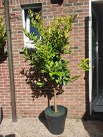 citronier, Jardin & Terrasse, Plantes | Arbres, Enlèvement