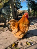 Cochin Buff Colombia zwarte haan, Dieren en Toebehoren, Pluimvee, Mannelijk, Kip