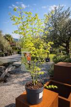 Acer 'Going Green', Tuin en Terras, Ophalen, Halfschaduw