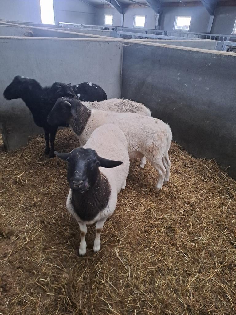 Jonge dorper rammen, Dieren en Toebehoren, Mannelijk, Schaap, 0 tot 2 jaar