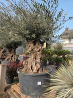 Olijfboom Olea Europaea Bonsai- Op voorraad, Enlèvement, Olivier
