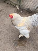 Brahma Isabel, Dieren en Toebehoren, Pluimvee