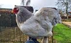 2 Brahma kriel hennetjes, Dieren en Toebehoren, Pluimvee, Vrouwelijk, Kip