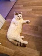 Chatons British Shorthair  Chatterie     Al Samarrai, Brux, Chat, Avec pedigree, 3 à 5 ans