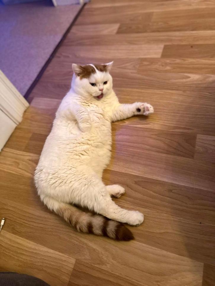 Britse korthaarkittens Cattery Al Samarrai, Brux, Dieren en Toebehoren, Katten en Kittens | Raskatten | Korthaar, Kater, 3 tot 5 jaar