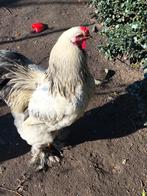 pluimvee, Animaux & Accessoires, Volatiles, Mâle, Poule ou poulet