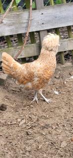 Padua hennen, Dieren en Toebehoren, Pluimvee