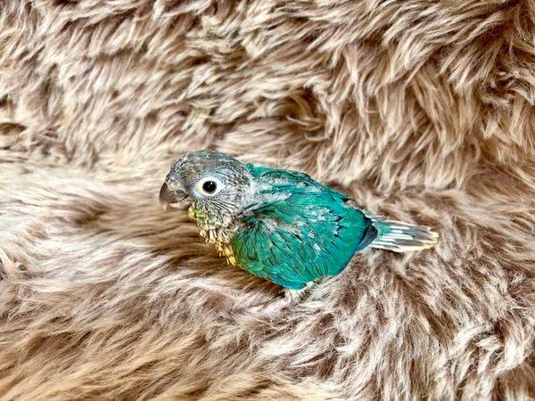 Conure de molinae EAM à réserver, Animaux & Accessoires, Oiseaux | Perruches & Perroquets, Perroquet, Mâle, Domestique, Bagué