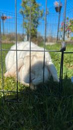 Lapin à offrir, Mâle, Petit, Oreilles tombantes, 0 à 2 ans