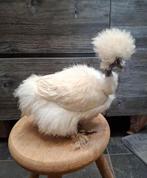 USA zijdehoender hennen, ingeënt