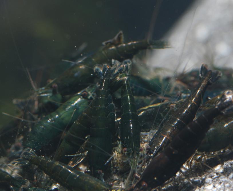 Green Hulk Neocaridina, Animaux & Accessoires, Poissons | Poissons d'aquarium