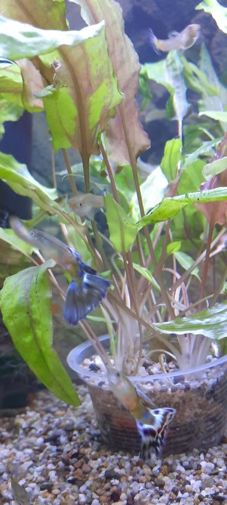Guppy's, coraal platy's, cryptocoryn, anubias, Animaux & Accessoires, Poissons | Poissons d'aquarium, Poisson, Poisson d'eau douce