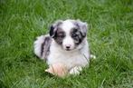 Border collie pups geboren op boerderij, Animaux & Accessoires, Particulier, 8 à 15 semaines, Colley, Plusieurs