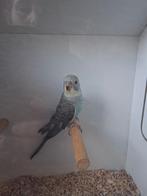 Prachtige jonge Blackwing split Blackface man, Animaux & Accessoires, Oiseaux | Perruches & Perroquets, Mâle, Perruche, Bagué