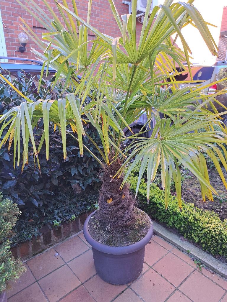 Palmboom, Ophalen, Bloeit niet, Vaste plant, Volle zon