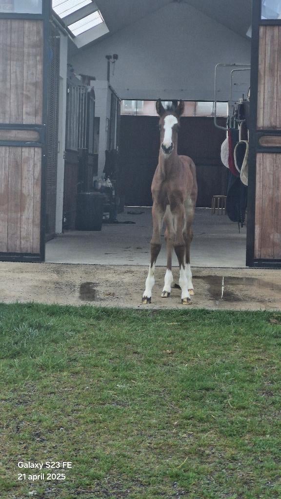 Opfokstal Van't Mien, Dieren en Toebehoren, Stalling en Weidegang, Opfok, Stalling, Weidegang, Accessoires, 4 paarden of pony's of meer