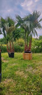Palmier Washingtonia robusta, Jardin & Terrasse, Plantes | Arbres, Enlèvement, Palmier