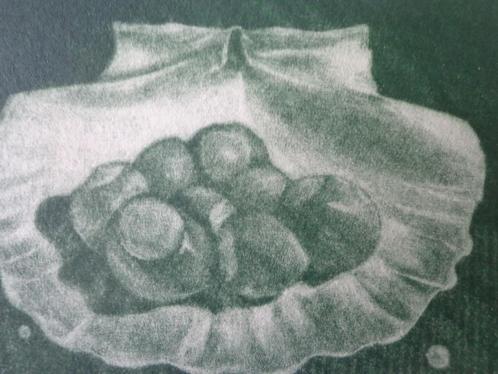 verfijnde ets Georges Rougy "Coquillage" (schelp), Antiek en Kunst, Kunst | Etsen en Gravures, Ophalen of Verzenden