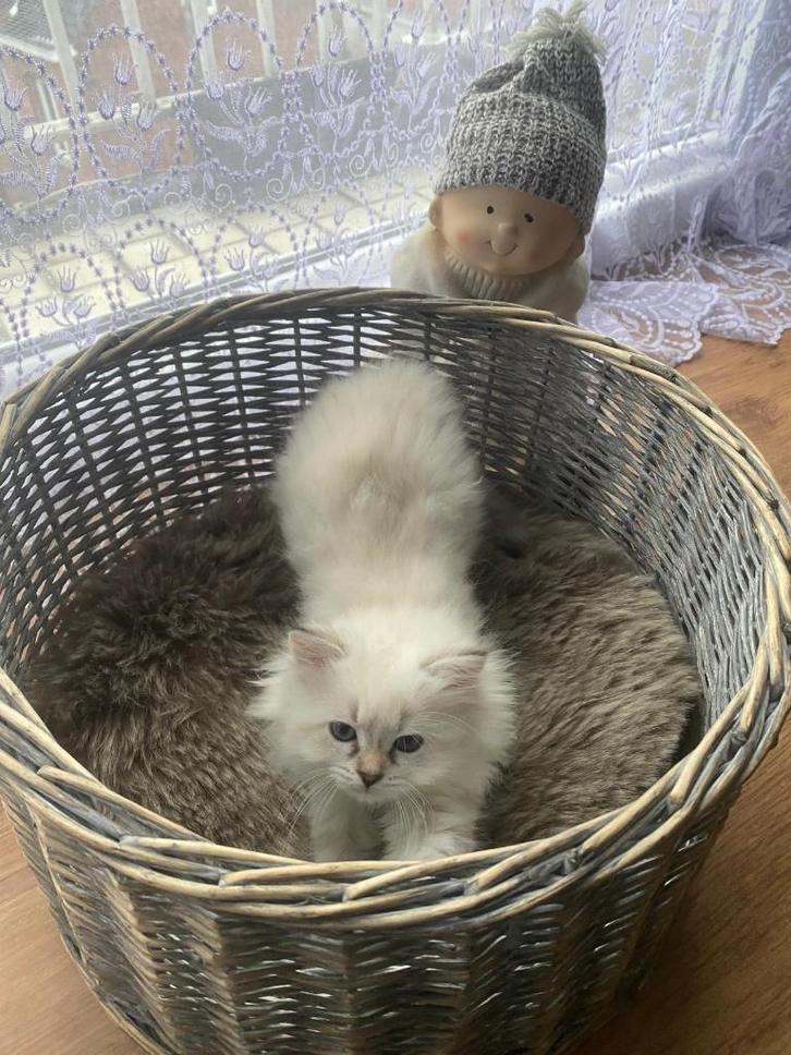 Siberische kittens ( Neva masquerade ) hypoallergenne, Dieren en Toebehoren, Katten en Kittens | Raskatten | Langhaar, Poes, 0 tot 2 jaar