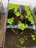 Plante flottante Limnobium laevigatum ou grenouillette, Animaux & Accessoires, Enlèvement, Comme neuf