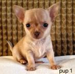 Chihuahua pup reutje (kortharig), Dieren en Toebehoren, Honden | Chihuahua's en Gezelschapshonden, België, Particulier, Reu, CDV (hondenziekte)