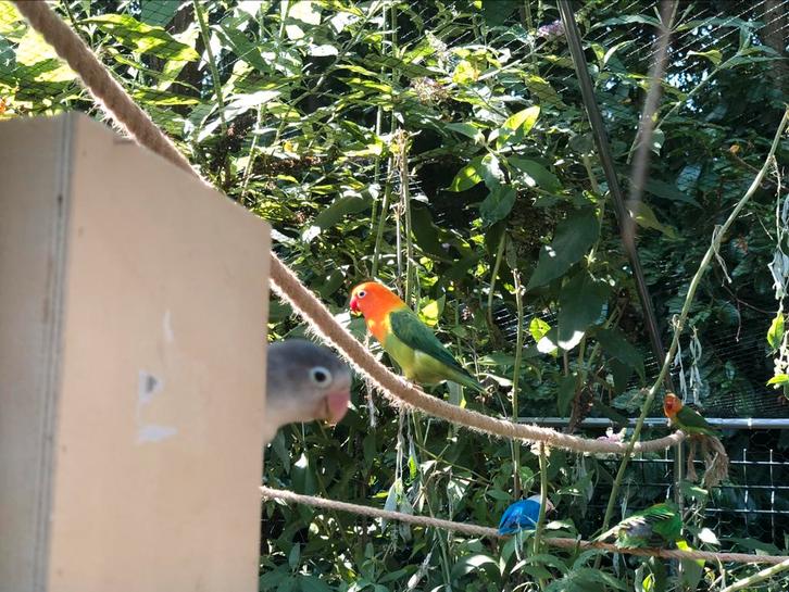 Oiseau inséparable, Animaux & Accessoires, Oiseaux | Accessoires, Neuf, Autres types, Enlèvement