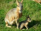 mara koppels, Dieren en Toebehoren