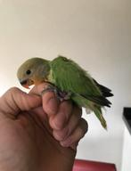 Baby dwergpapegaaien, Geslacht onbekend, Dwergpapegaai of Agapornis, Geringd