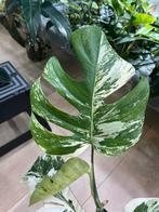 Monstera Deliciosa Albo Variegata, Huis en Inrichting, Kamerplanten, Ophalen of Verzenden