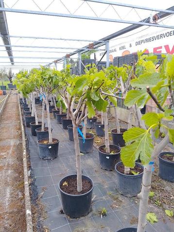 Vijgenboom, Enlèvement, En pot, Autres espèces