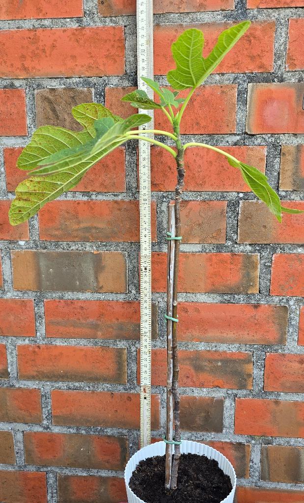 Ficus Carica Vijgenboom, Tuin en Terras, Planten | Fruitbomen, Vijgenboom, Volle zon, Lente, In pot, Ophalen