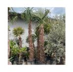 Mega palmbomen fortunei!, Tuin en Terras, Ophalen of Verzenden