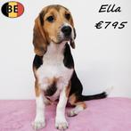 Ella, Beagle (teefje) Belgische pup, België, Beagle, 15 weken tot 1 jaar, Handelaar