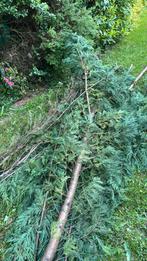 Gratis brandhout, Tuin en Terras, Planten | Bomen, Ophalen of Verzenden