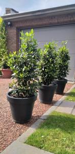 3 Lauriers met pot; op 2 km Ikea; terras, restaurant,veranda, Jardin & Terrasse, Plantes | Arbustes & Haies, 100 à 250 cm, Laurier