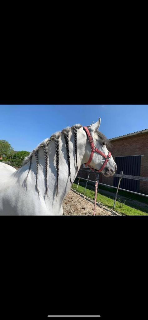 Wandelpaard ruin, Animaux & Accessoires, Chevaux, Hongre