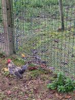 Bassette hanen, Dieren en Toebehoren, Pluimvee, Mannelijk, Kip