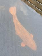 Koi 60+