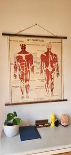 2 originele vintage schoolplaten Spierstelsel, Ophalen