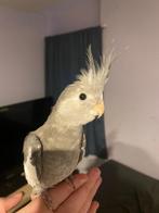 Handtamme valkparkieten, Dieren en Toebehoren, Vogels | Parkieten en Papegaaien, Geslacht onbekend, Parkiet