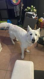 Berger blanc Suisse gaf, Ophalen