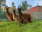 3 prachtige lieve alpaca merries, Animaux & Accessoires, Animaux Autre, Femelle, Alpaca