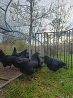 Australorp hennen, Dieren en Toebehoren, Pluimvee, Vrouwelijk, Kip