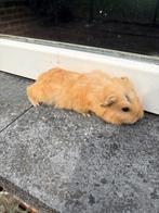 Cavias, Dieren en Toebehoren, Knaagdieren