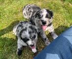 Golden border retriever pups (Border collie x golden retriev, Dieren en Toebehoren, Honden | Retrievers, Spaniëls en Waterhonden
