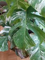 4 soorten thaise monstera's in een grote pot., Ophalen